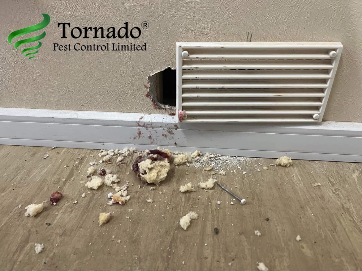 Award Winning Pest Control In Doncaster Tornado Pest Control
