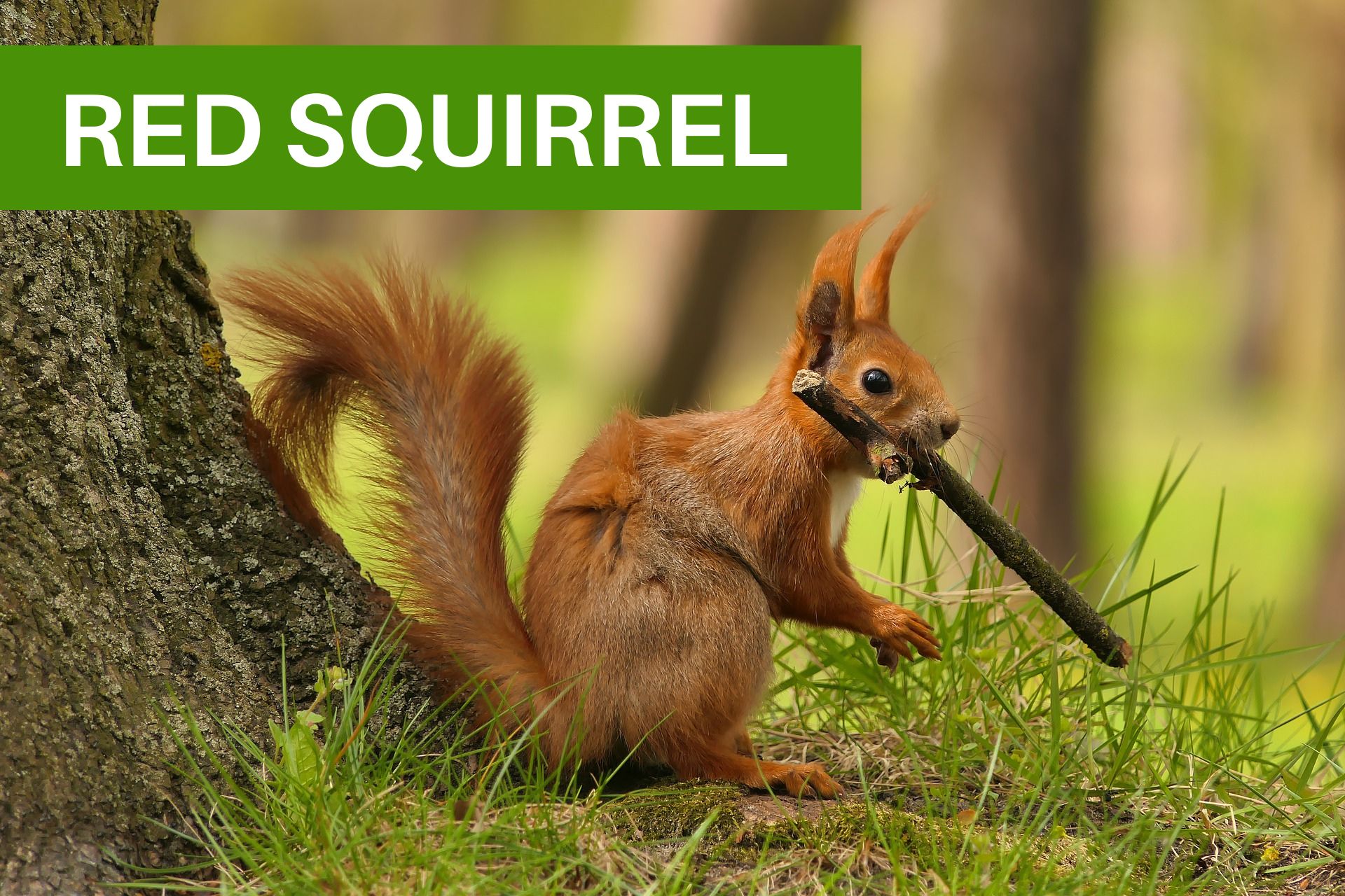 Squirrel Control Doncaster | 100% Effective | Tornado Pest Control