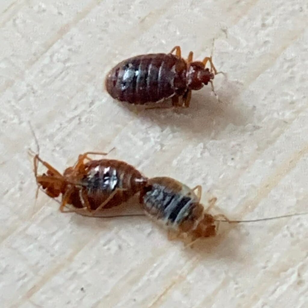 close up if adult bed bugs